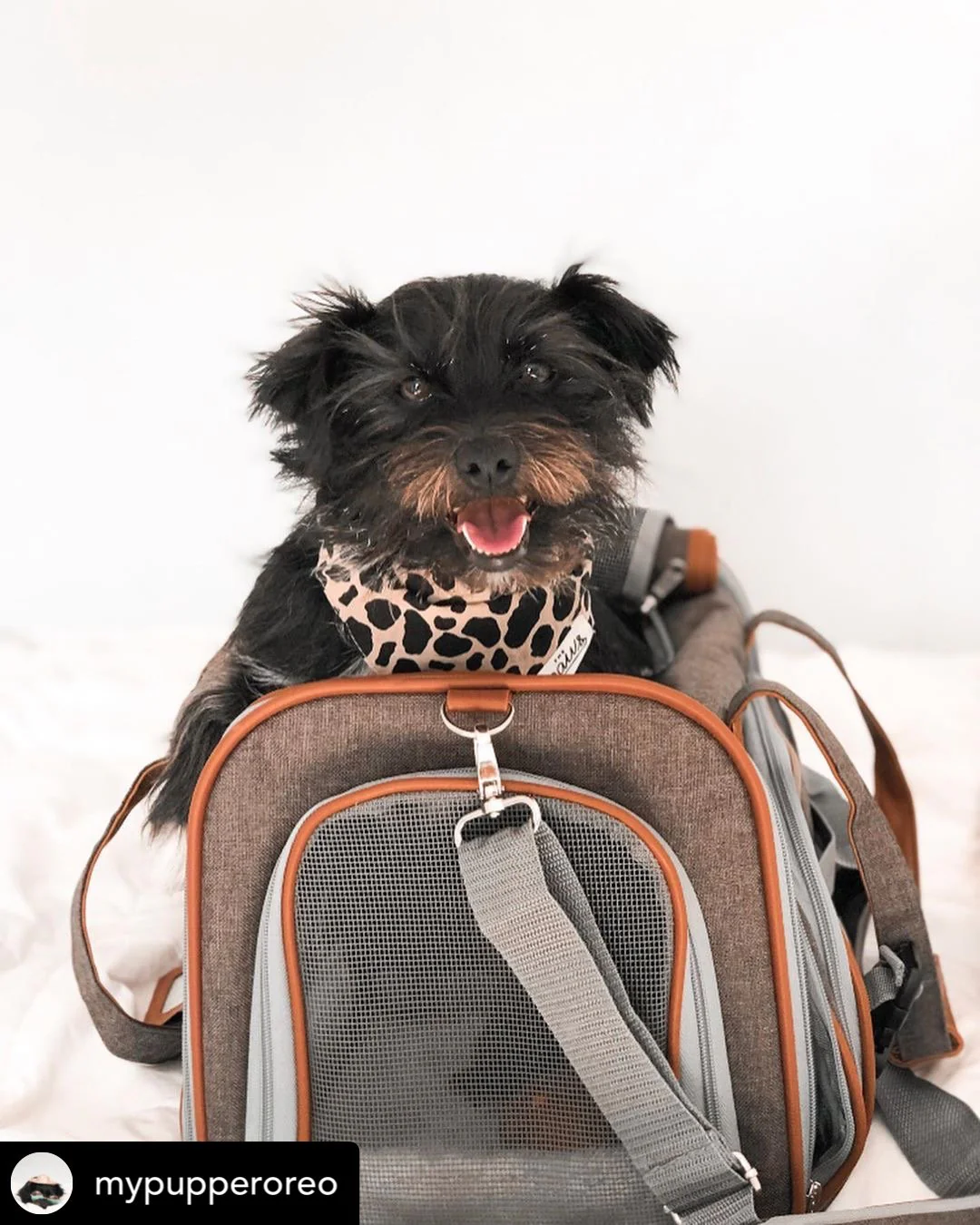 Mr. Peanut's Gold Series Standard Size Airline Compliant Pet Carrier - Image 17